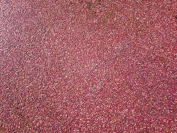 Flooded Cranberry Bog. Nantucket Cranberry Festival, Massachusetts