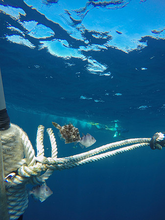 Filefish & Triggerfish on a High Flyer ~60 miles off Long Island