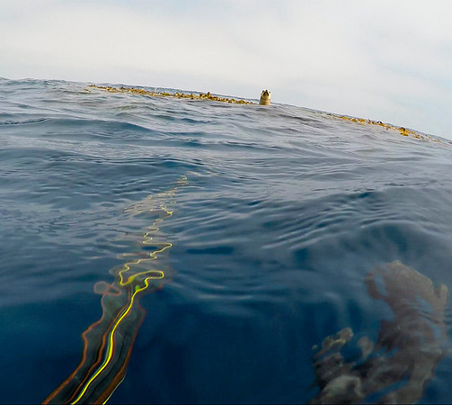 Sea Lion on a Kelp Paddy 60 miles off Tijuana, MX