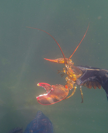 Lobstering, Massachusetts