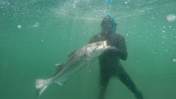 Striped Bass, Block Island