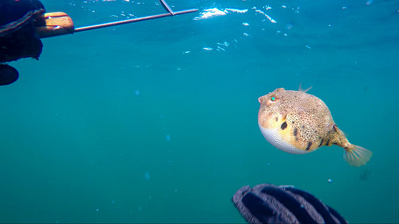 Northern Puffer Fish. Narragansett Bay, RI