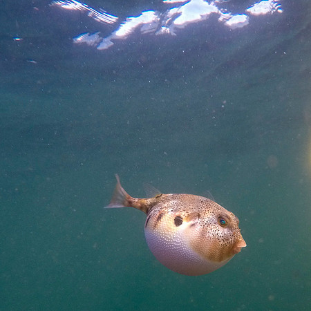 Northern Puffer Fish. Narragansett Bay, RI