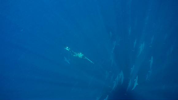 Hunting for Yellowfin Tuna mixed in with a pod of Spinner Dolphin. Costa Rica.