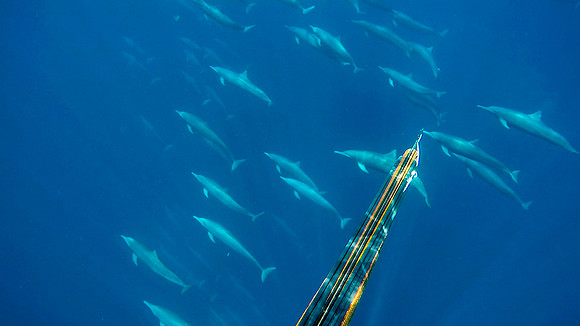 Hunting for Yellowfin Tuna mixed in with a pod of Spinner Dolphin. Costa Rica.
