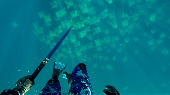 School of Cow Nosed Eagle Rays, Northeast Canyons off Long Island, New York