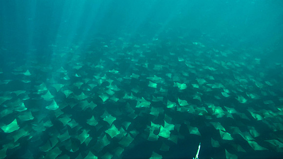 School of Cow Nosed Eagle Rays, Northeast Canyons off Long Island, New York