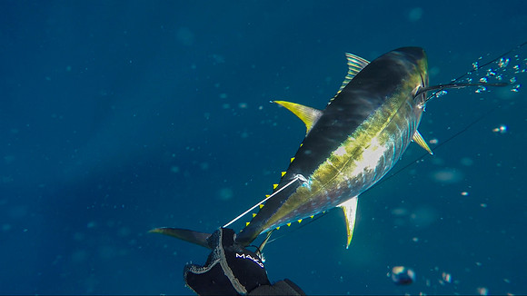Yellowfin Tuna. Northeast Canyons