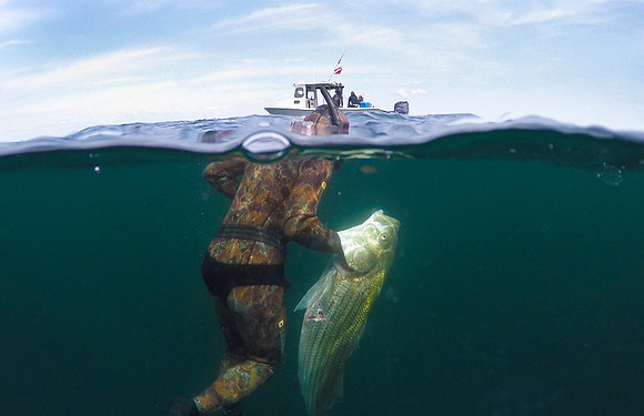 Striped Bass, Block Island, RI