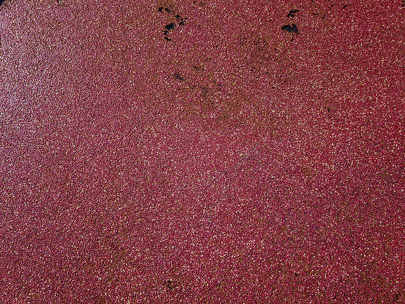 Flooded Cranberry Bog. Nantucket Cranberry Festival