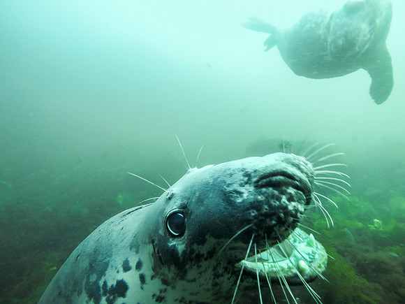 Harbor or Grey Seal. Isles of Shoals, Maine
