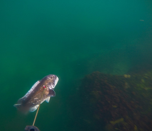 Tautog. Massachusetts