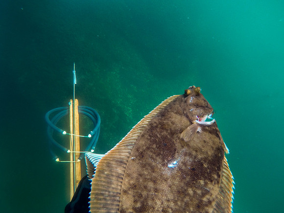 Winter Flounder. Massachusetts