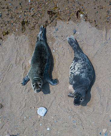 Seals. Block Island, Rhode Island