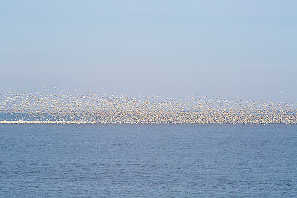 Bombay Hook, Delaware Bay, Delaware