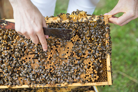 Beekeeper. Martha's Vineyard, Massachusetts