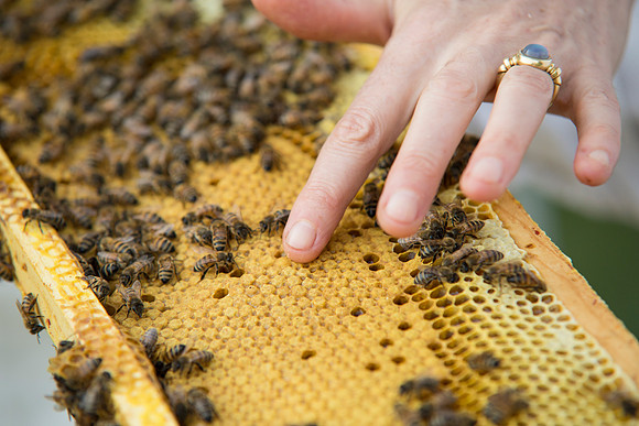 Beekeeper. Martha's Vineyard, Massachusetts