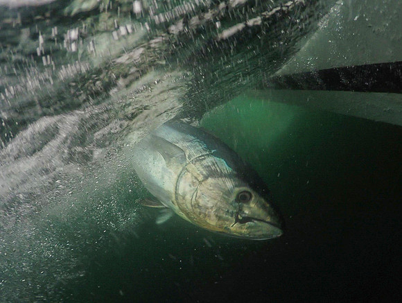 73.5" Atlantic Bluefin Tuna in Stellwagen Bank, MA