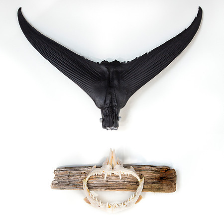 Dried & Preserved Bluefin Tuna Tail, Cubera Snapper Jaw on Driftwood.