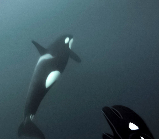 Freediving with Orca in the Arctic Circle, Winter