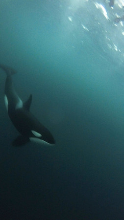 Freediving with Orca in the Arctic Circle, Winter